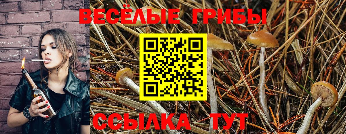 Псилоцибиновые грибы Cubensis  Галлюциногенные грибы Psilocybe  Новокузнецк 